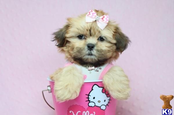 lvpuppyheaven Picture 2